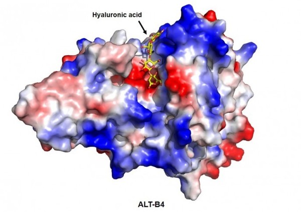 ▲ 할로자임이 만든 PH20과 체내 단백질 Hyal1의 일부를 결합해 만든 ALT-B4. 각 단백질을 자르고 붙이는 데 정교한 기술이 필요하다. 그림=알테오젠 제공